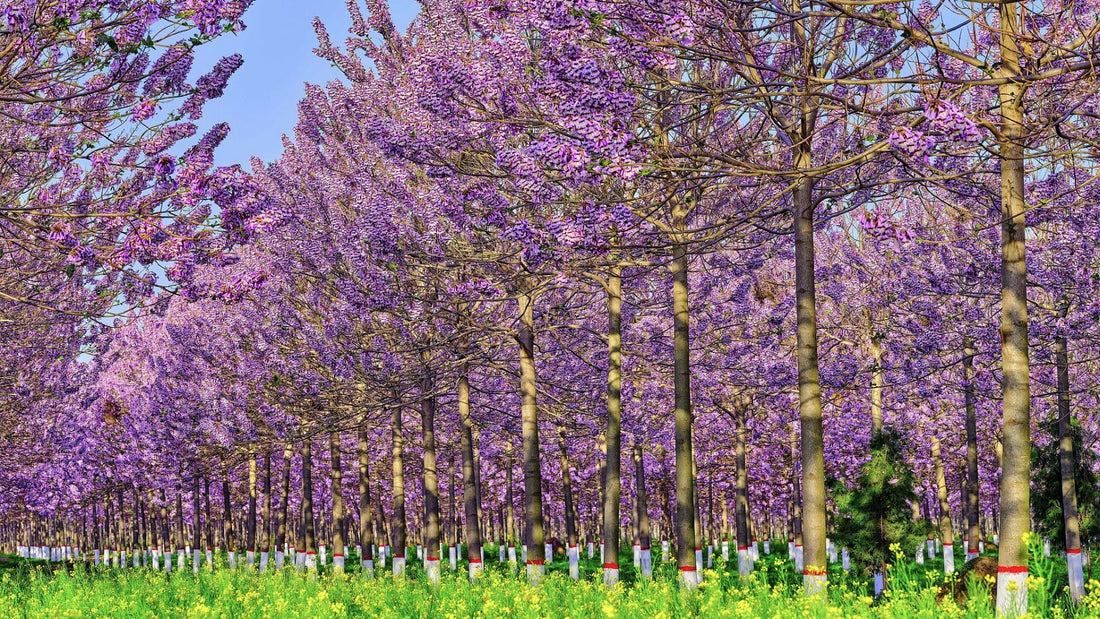 Paulownia in bloom, beautiful and practical!